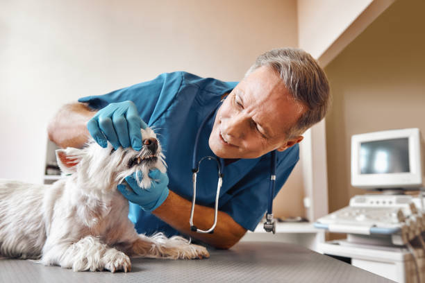 Best After-Hours Emergency Dentist in Perrysburg, OH